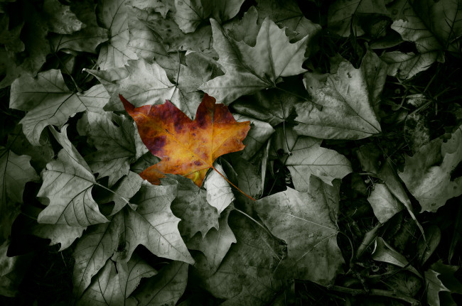 Обои картинки фото природа, листья
