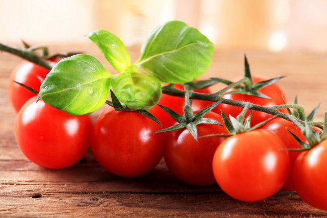 Обои картинки фото еда, помидоры, базилик, томаты, черри, ветка