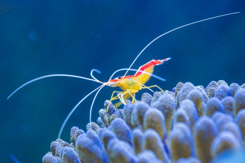Картинка животные морская+фауна креветка
