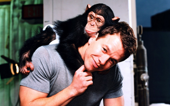 Обои картинки фото мужчины, mark wahlberg, актер, обезьяна