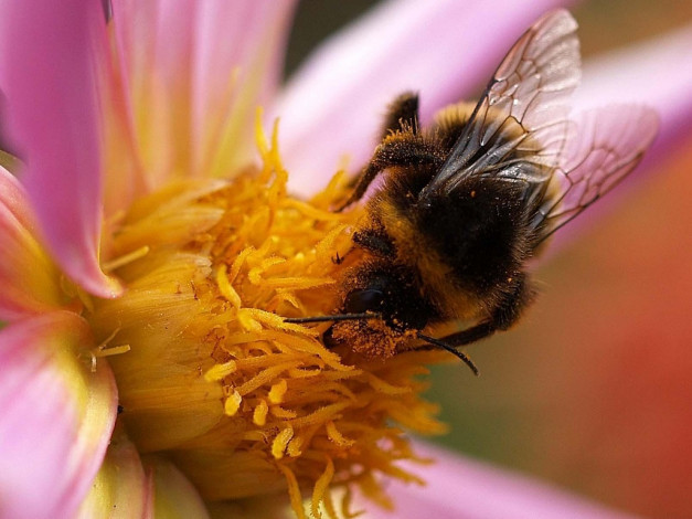 Обои картинки фото животные, пчелы, осы, шмели