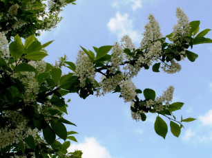 Картинка цветы цветущие деревья кустарники черемуха