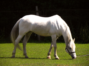 Картинка животные лошади выпас трава кобыла
