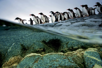 обоя животные, пингвины, вода, камни, арктика
