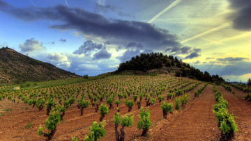 Картинка природа поля поле небо виноградник холмы