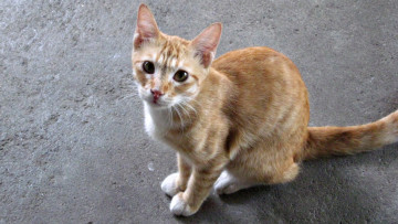 Картинка животные коты кошка рыжая взгляд