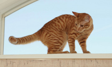 Картинка животные коты кот рыжий окно