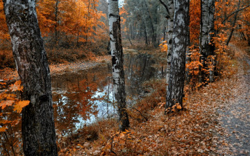 Картинка природа парк листья пруд берёзы осень