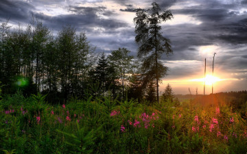 Картинка природа восходы закаты цветы деревья небо закат трава