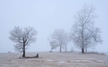 Картинка природа зима деревья туман