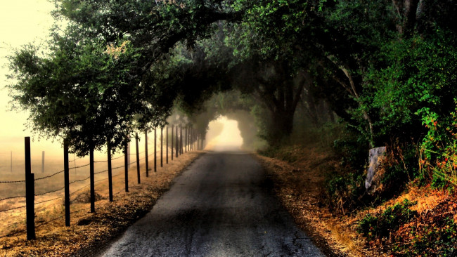 Обои картинки фото природа, дороги, дорога, деревья