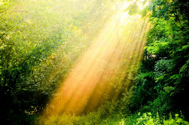 Обои картинки фото природа, другое, лучи, солнечный, свет, деревья