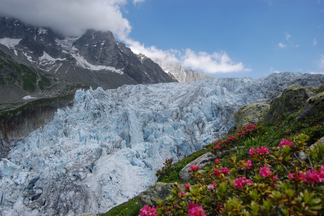 Обои картинки фото природа, айсберги, ледники, alps, альпы, горы, ледник, цветы