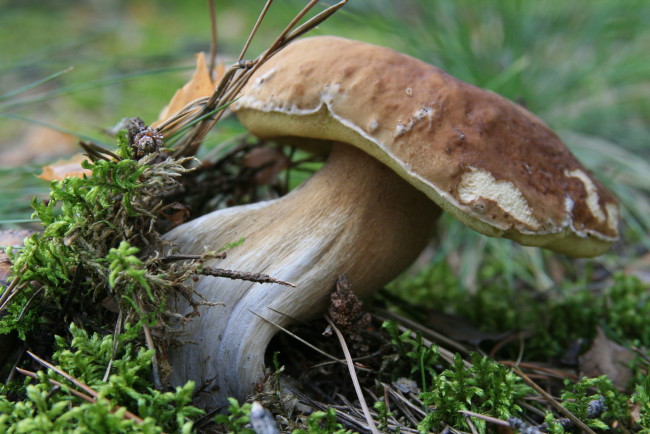 Обои картинки фото природа, грибы, лес, мох, белый, гриб