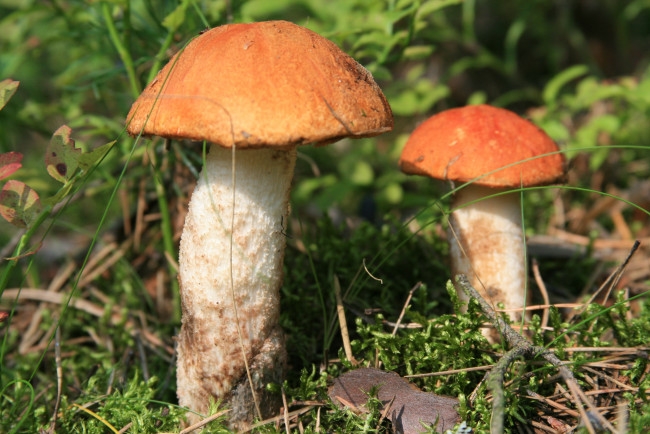 Обои картинки фото природа, грибы, лес, подосиновики, макро