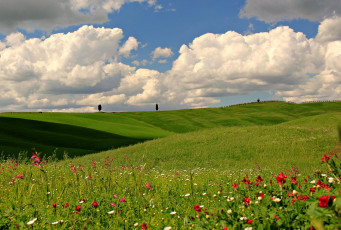 Картинка природа луга цветы поле облака небо