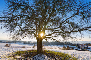 Картинка природа деревья солнце крона