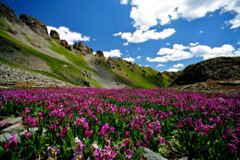 Картинка природа луга цветы горы