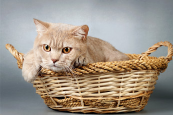 Картинка животные коты корзина