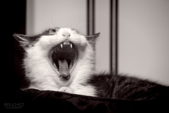 Картинка животные коты язык клыки пасть зевает мордочка котенок