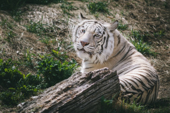 Картинка животные тигры белый отдых полосы морда кошка
