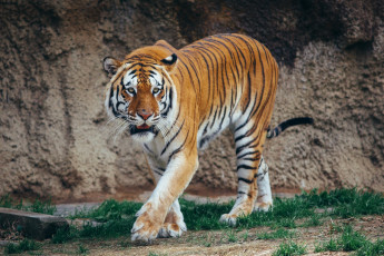 Картинка животные тигры прогулка кошка