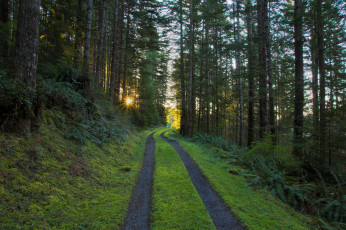 Картинка природа дороги утро лучи солнце сосны лес