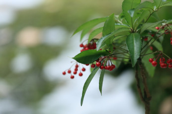 Картинка природа Ягоды ягоды листья ветка дерево