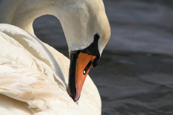 Картинка животные лебеди профиль шея грация белый птица клюв