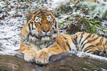 Картинка животные тигры полосатый