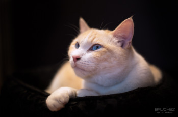 Картинка животные коты мордочка отдых кошка