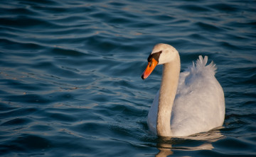 Картинка животные лебеди волны белый вода грация шея