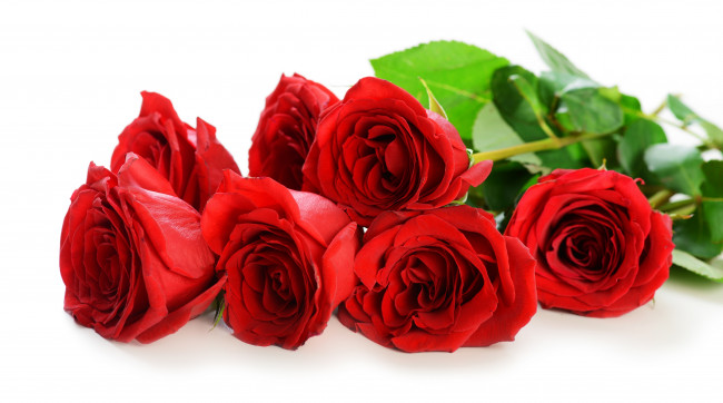 Обои картинки фото цветы, розы, лепестки, красные