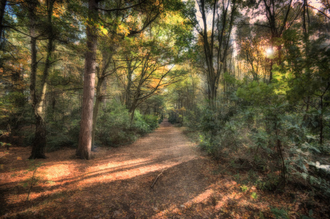 Обои картинки фото природа, дороги, свет, дорожка, лес, осень
