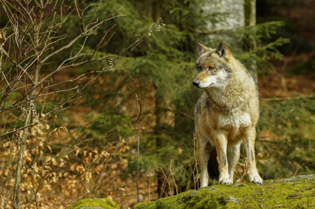 Обои картинки фото животные, волки,  койоты,  шакалы, хищник