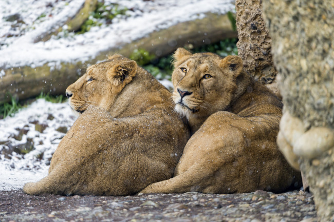 Обои картинки фото животные, львы, отдых