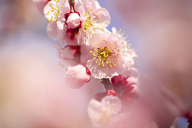 Обои картинки фото цветы, цветущие деревья ,  кустарники, слива, весна