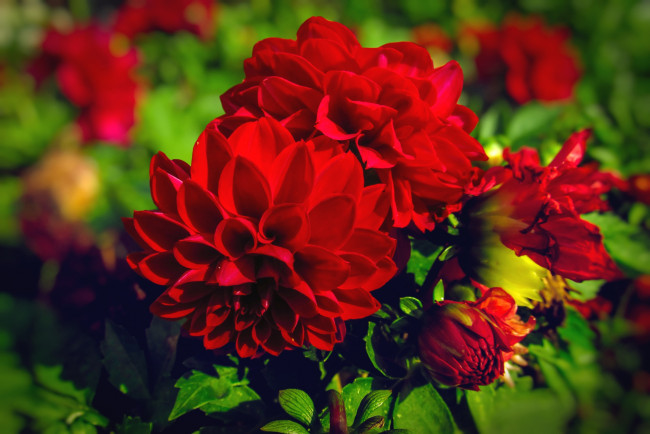 Обои картинки фото цветы, георгины, красный