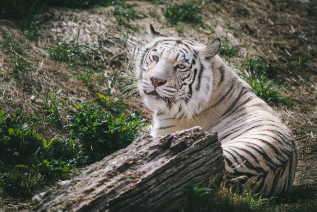 Обои картинки фото животные, тигры, белый, отдых, полосы, морда, кошка