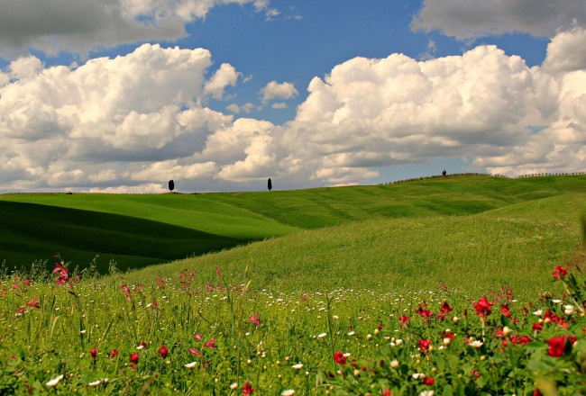 Обои картинки фото природа, луга, цветы, поле, облака, небо