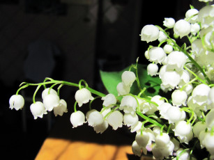 Картинка цветы ландыши белый