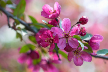 Картинка цветы цветущие+деревья+ +кустарники макро розовый ветка яблоня