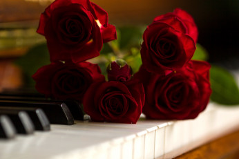 Картинка цветы розы клавиши пианино бутоны