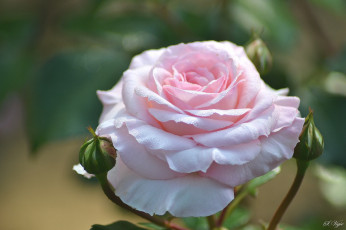 Картинка цветы розы нежность розовый макро бутоны роза