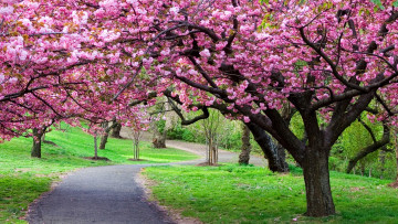 Картинка цветы сакура +вишня дорожка деревья цветение весна сад