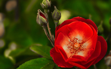 Картинка цветы розы макро бутоны роза