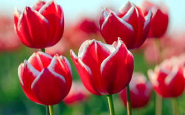 Картинка цветы тюльпаны каемка красные поле