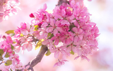 Картинка цветы цветущие+деревья+ +кустарники ветка яблоня розовый весна