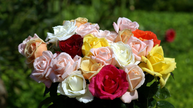 Обои картинки фото цветы, розы, разноцветные