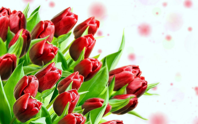 Обои картинки фото цветы, тюльпаны, букет, красные